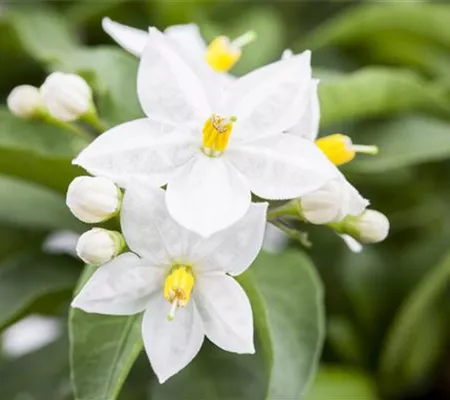 Der Sommerjasmin – alles andere als unscheinbar Der Sommerjasmin – alles andere als unscheinbar