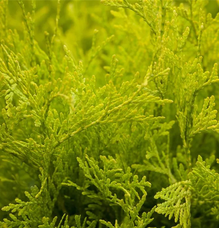 Lebensbaum 'Golden Globe'