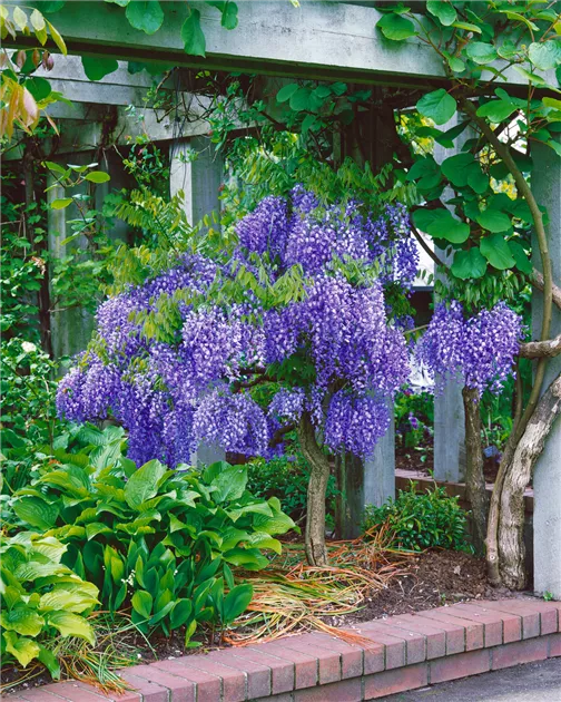 Wisteria sinensis, Stamm - BAUHAUS E-Business GmbH & Co. KG