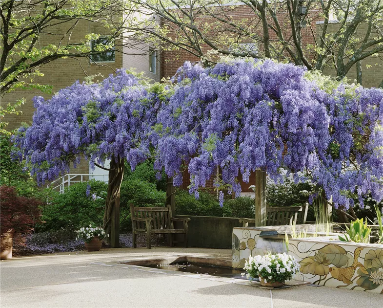 Wisteria sinensis, Stamm - BAUHAUS E-Business GmbH & Co. KG