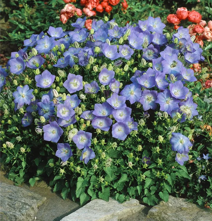 Karpaten-Glockenblume 