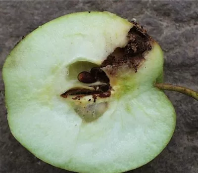 Apfelwickler an Birnen Apfelwickler an Birnen