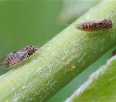 Birnenblattsauger Birnenblattsauger