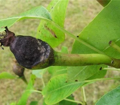 Birnengallmücke Birnengallmücke