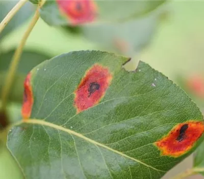 Birnengitterrost Birnengitterrost