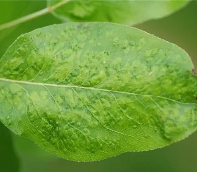 Birnenpockenmilbe Birnenpockenmilbe