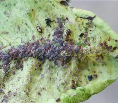 Blattläuse an Birnen Blattläuse an Birnen