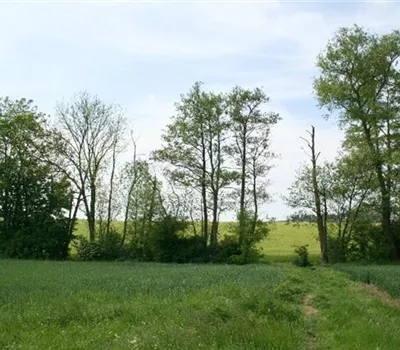 Erlensterben