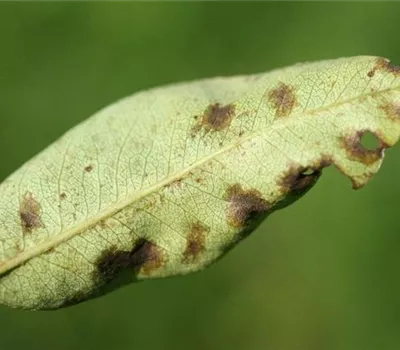 Schorf an Birnen Schorf an Birnen