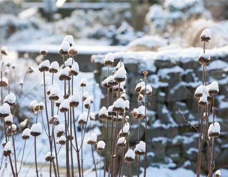 Wann ist die richtige Zeit für den Rückschnitt von Stauden?