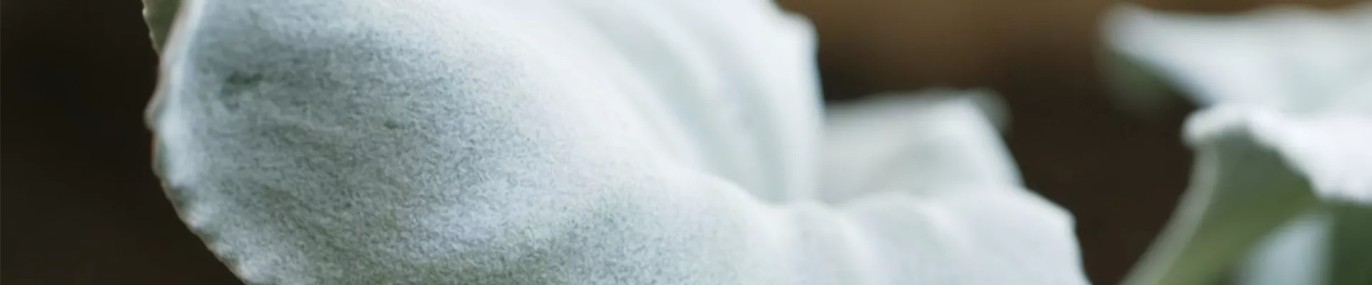 Silberblatt - Einpflanzen im Garten (thumbnail).jpg Silberblatt - Einpflanzen im Garten (thumbnail).jpg