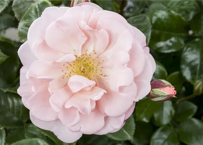 Die Duftrose – Eine Bereicherung für den Garten Die Duftrose – Eine Bereicherung für den Garten