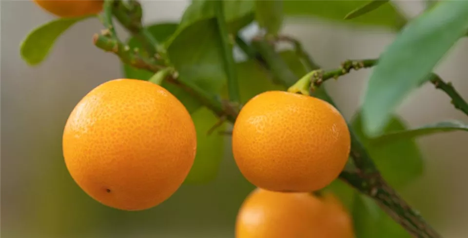 Citrus madurensis Citrus madurensis