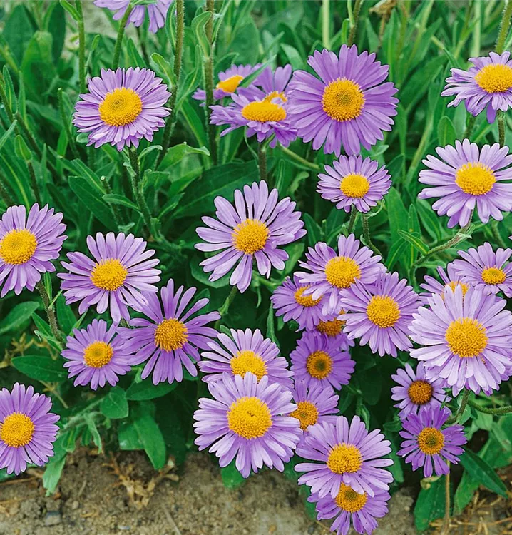 Setschuan-Aster