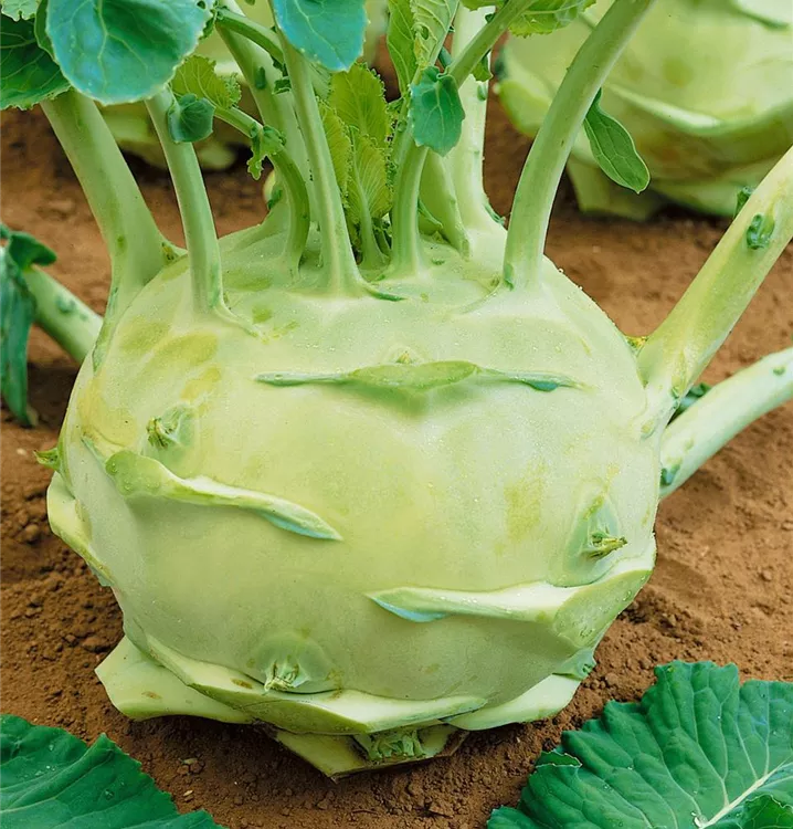 Kohlrabi 'Superschmelz'