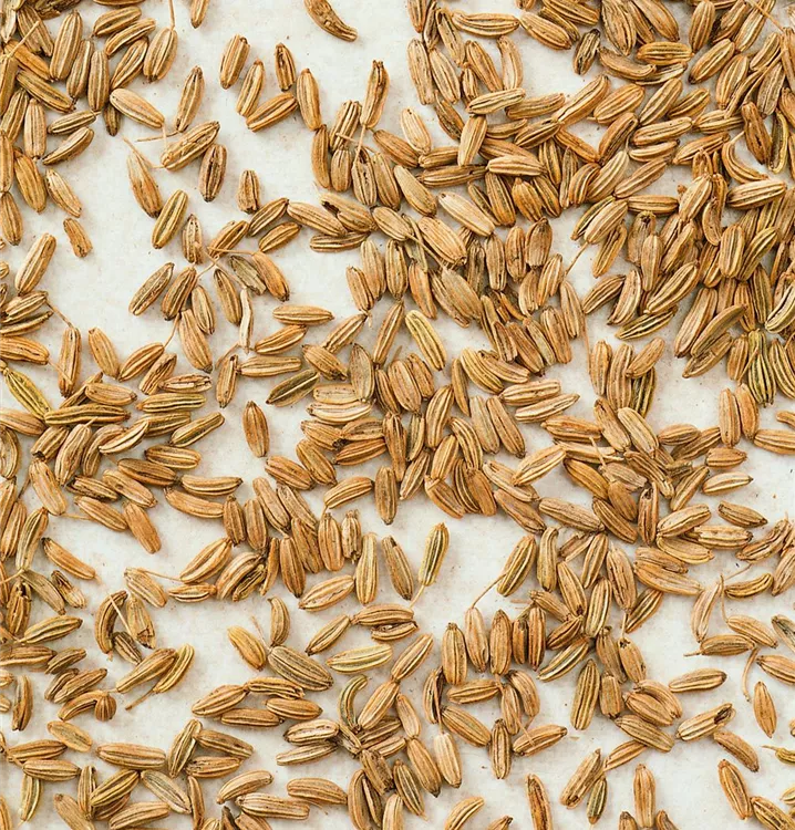 Gewürz-Fenchel