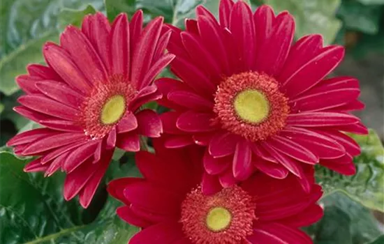 Gerbera Gerbera