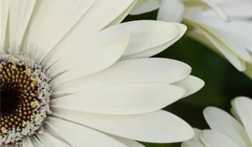 Zum Vergrößern klicken Bildvorschau