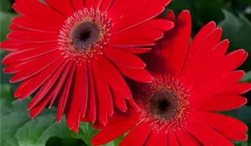 Zum Vergrößern klicken Bildvorschau