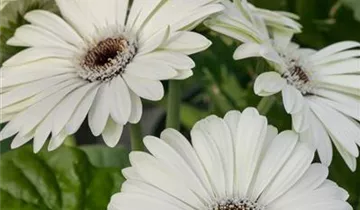 Zum Vergrößern klicken Bildvorschau