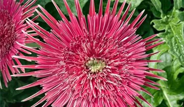 Zum Vergrößern klicken Bildvorschau