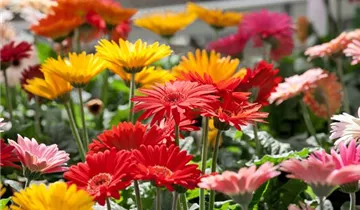 Zum Vergrößern klicken Bildvorschau