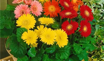 Zum Vergrößern klicken Bildvorschau