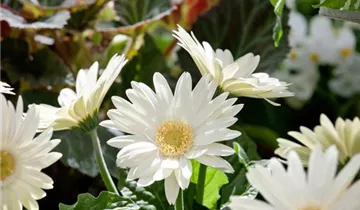 Zum Vergrößern klicken Bildvorschau