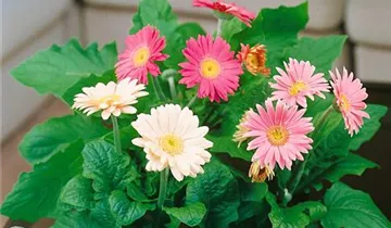 Zum Vergrößern klicken Bildvorschau