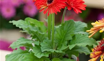 Zum Vergrößern klicken Bildvorschau