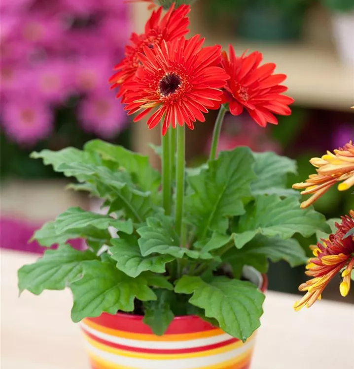 Barberton-Gerbera Barberton-Gerbera