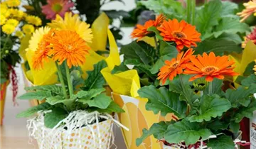 Zum Vergrößern klicken Bildvorschau