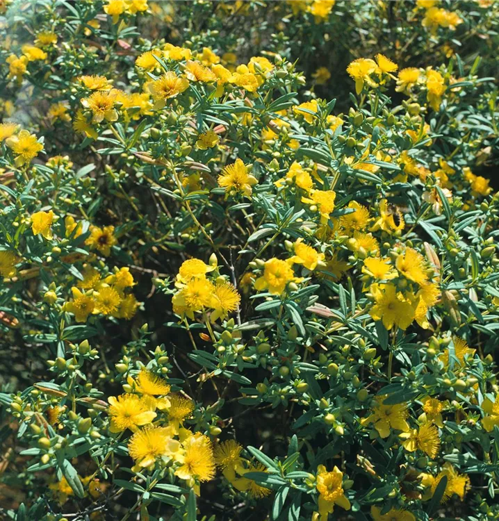 Dünen-Johanniskraut