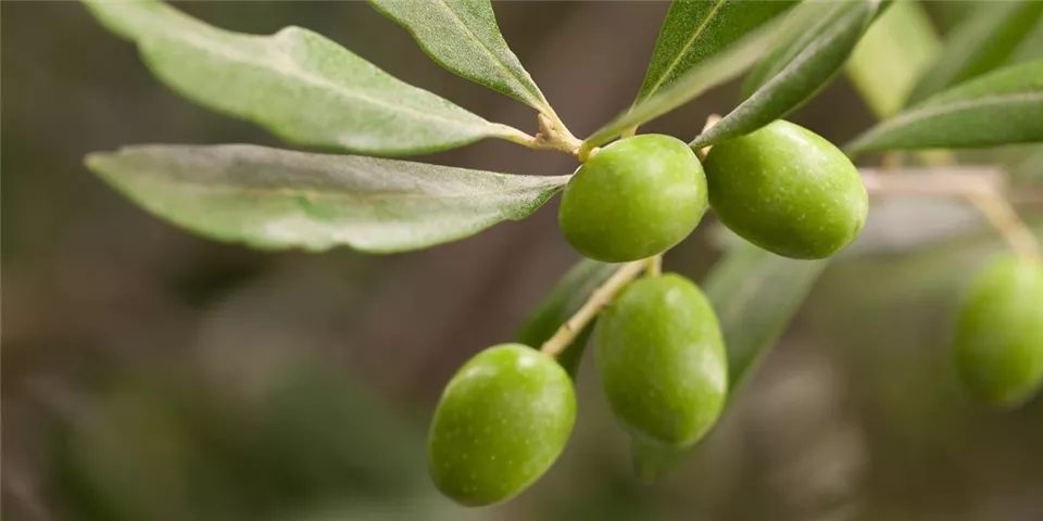 Olea europaea Olea europaea