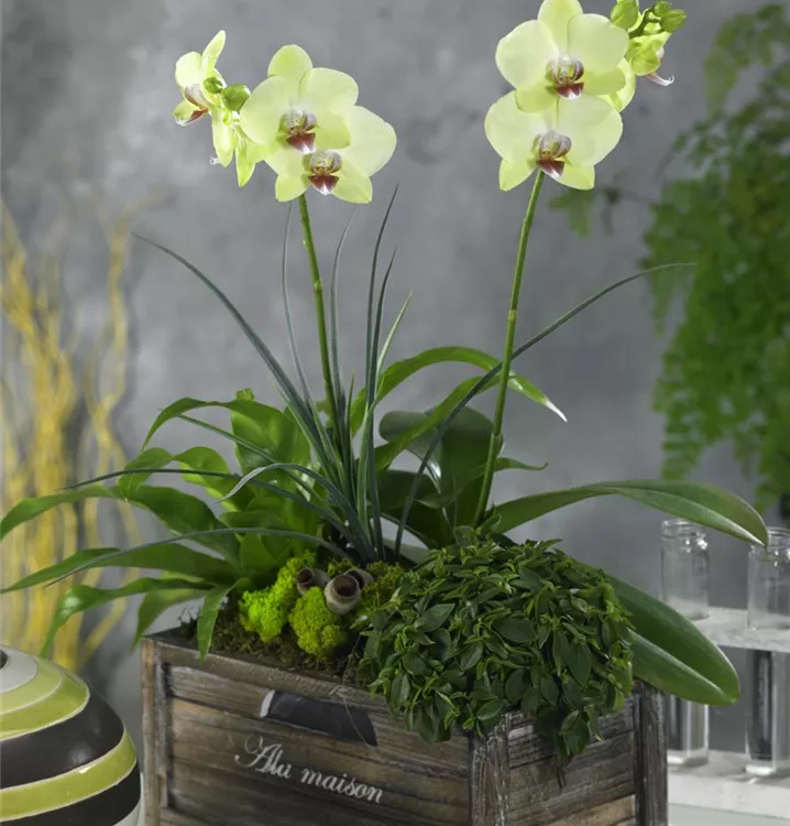 Schmetterlingsorchidee 'Pixie'