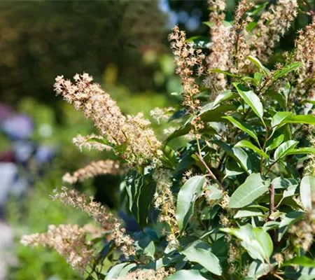 Der portugiesische Kirschlorbeer – Pflegeleichte Schönheit aus dem Mittelmeer Der portugiesische Kirschlorbeer – Pflegeleichte Schönheit aus dem Mittelmeer