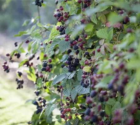 Brombeeren – wilde Leckereien mit langer Tradition Brombeeren – wilde Leckereien mit langer Tradition